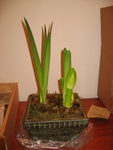 Highlight for Album: My Amaryllis