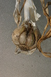 Highlight for Album: Garlic