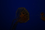 IMG_4829.JPG