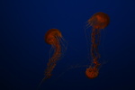 IMG_4830.JPG