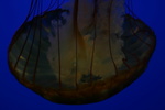 IMG_4833.JPG