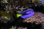 Highlight for Album: Monterey Bay Aquarium, May 2005